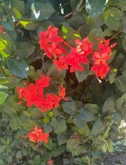 Ixora coccinea