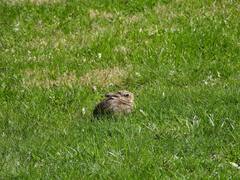 Sylvilagus floridanus