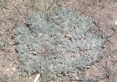 Astragalus tridactylicus