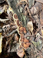 Fuscoporia