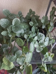 Fittonia albivenis