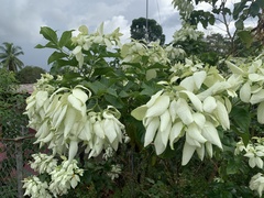 Mussaenda philippica