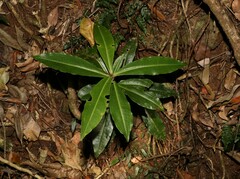 Tapeinosperma repandulum