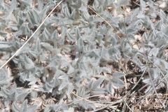 Astragalus tridactylicus