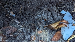 Amphasia interstitialis