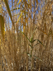 Arundo donax
