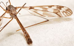 Tipula trivittata