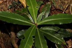 Tapeinosperma repandulum