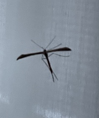 Emmelina monodactyla