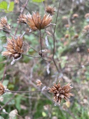 Elephantopus tomentosus