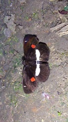 Paramimus stigma stanna