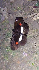 Paramimus stigma stanna