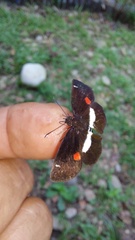 Paramimus stigma stanna