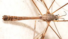 Tipula trivittata