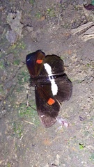 Paramimus stigma stanna