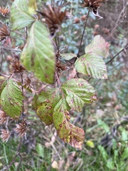 Elephantopus tomentosus