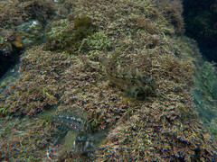 Hypsoblennius gentilis