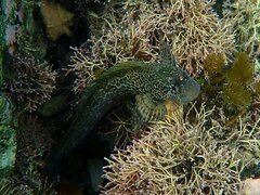 Hypsoblennius gentilis