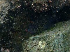 Hypsoblennius gentilis