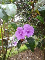 Brunfelsia pauciflora