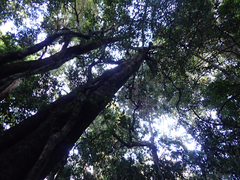 Planchonella australis