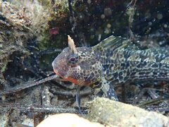 Hypsoblennius gentilis