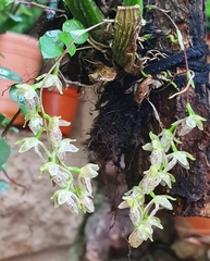 Leochilus oncidioides