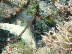 Hypsoblennius gentilis