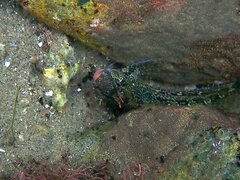 Hypsoblennius gentilis