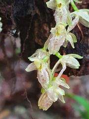 Leochilus oncidioides