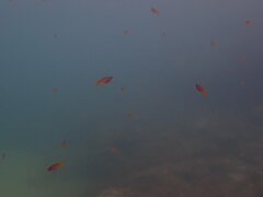 Chromis punctipinnis