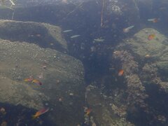 Chromis punctipinnis