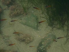 Chromis punctipinnis