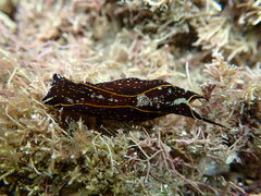 Navanax inermis