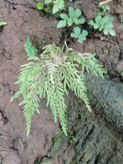 Selaginella delicatula