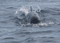 Globicephala macrorhynchus