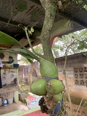 Ficus hispida