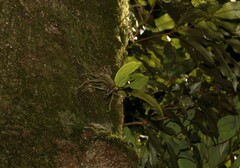 Sarcochilus falcatus