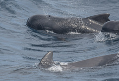 Globicephala macrorhynchus