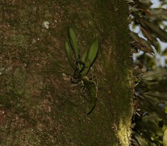 Sarcochilus falcatus