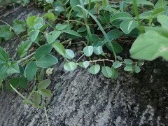 Alysicarpus vaginalis