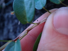 Alysicarpus vaginalis