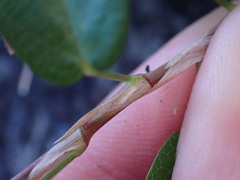 Alysicarpus vaginalis