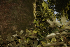 Sarcochilus falcatus