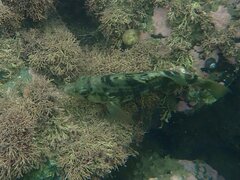 Paralabrax nebulifer