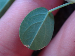 Alysicarpus vaginalis