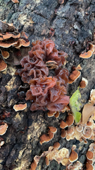 Phaeotremella foliacea