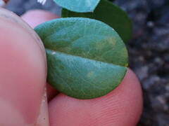 Alysicarpus vaginalis