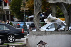 Chroicocephalus ridibundus