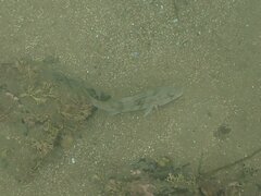 Paralabrax nebulifer